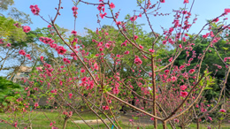 赵薇爱上打沙狐球，动作十分到位