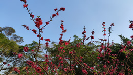 温馨提示：台风将至！请有过海需求的旅客尽快过海！